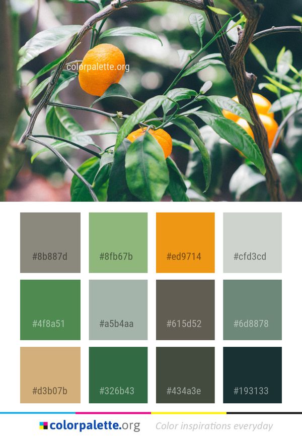 Citrus Fruit Plant Color Palette