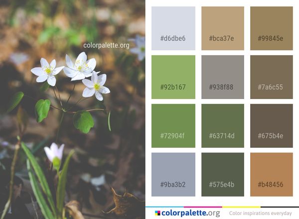 Flower Flora Plant Color Palette