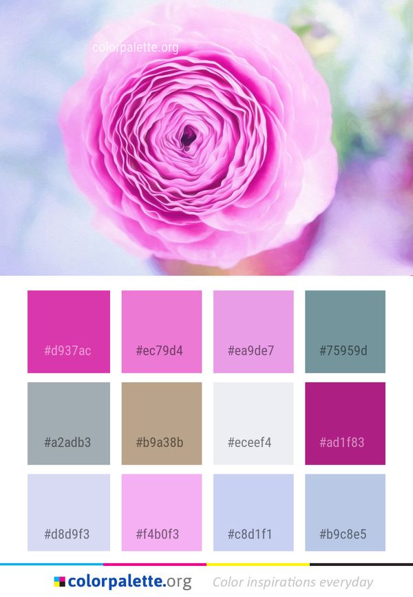 Flower Pink Rose Color Palette