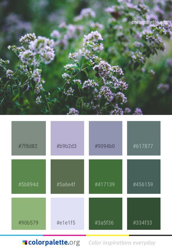 Flower Plant Flora Color Palette