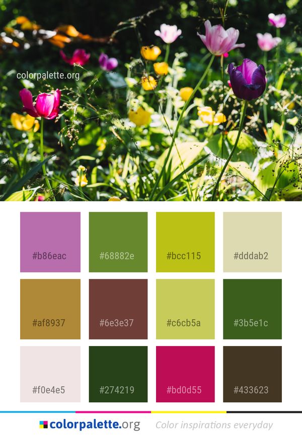 Flower Plant Flowering Color Palette