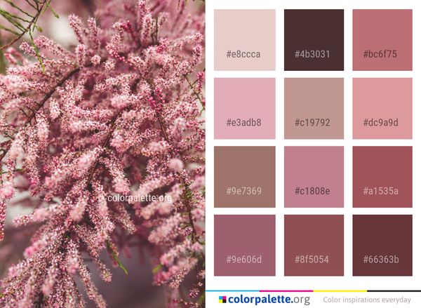 Pink Plant Flower Color Palette