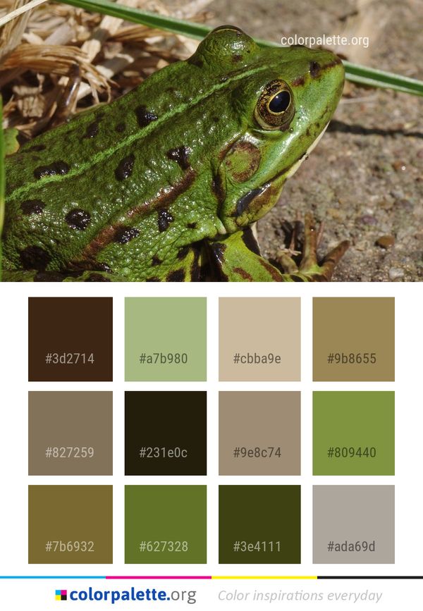 Ranidae Amphibian Frog Color Palette