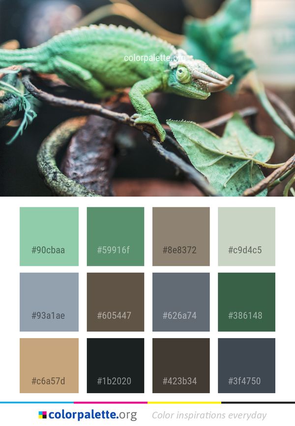 Reptile Chameleon Iguania Color Palette
