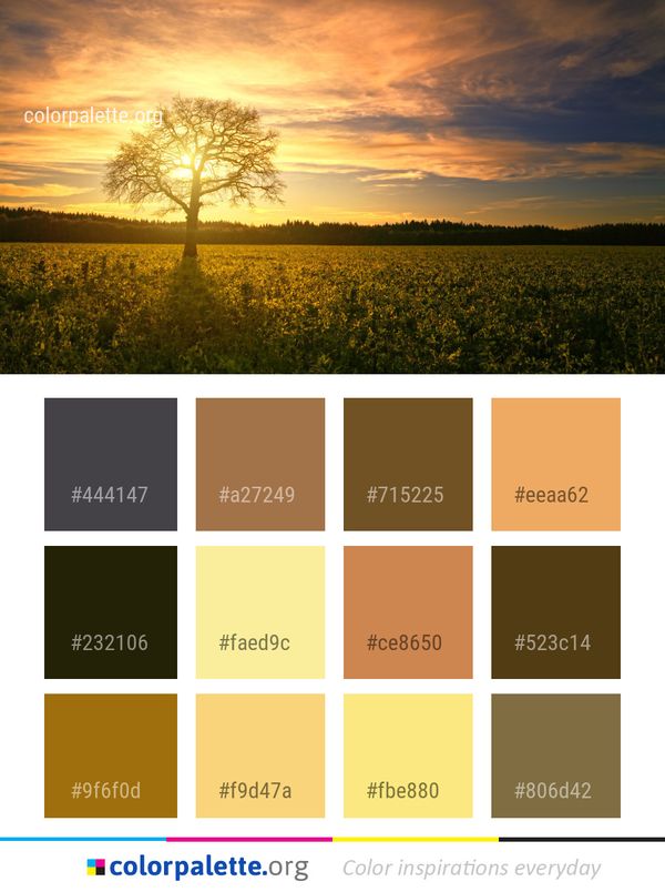 Sky Field Canola Color Palette