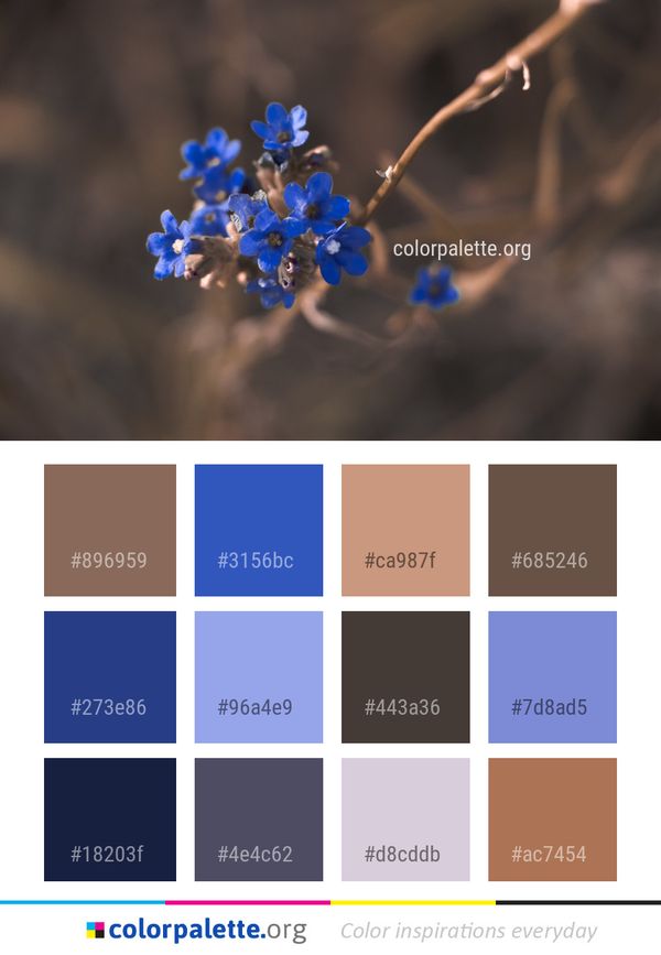 Blue Flower Flora Color Palette