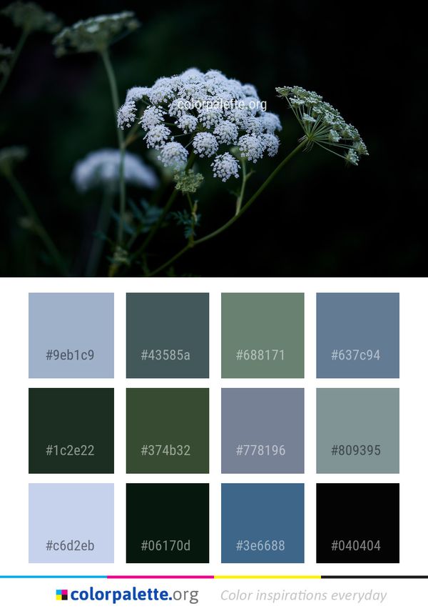 Flower Flora Cow Parsley Color Palette