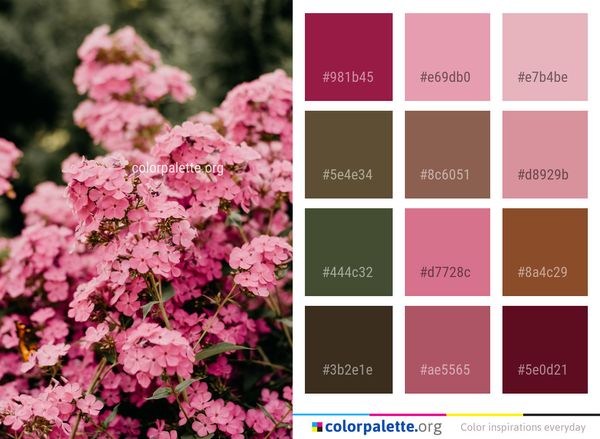 Flower Pink Plant Color Palette