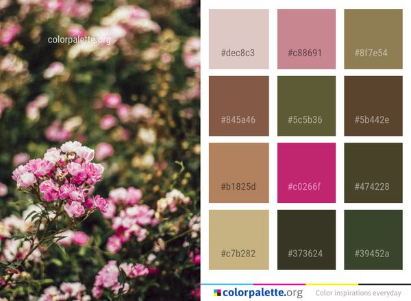 Flower Pink Plant Color Palette