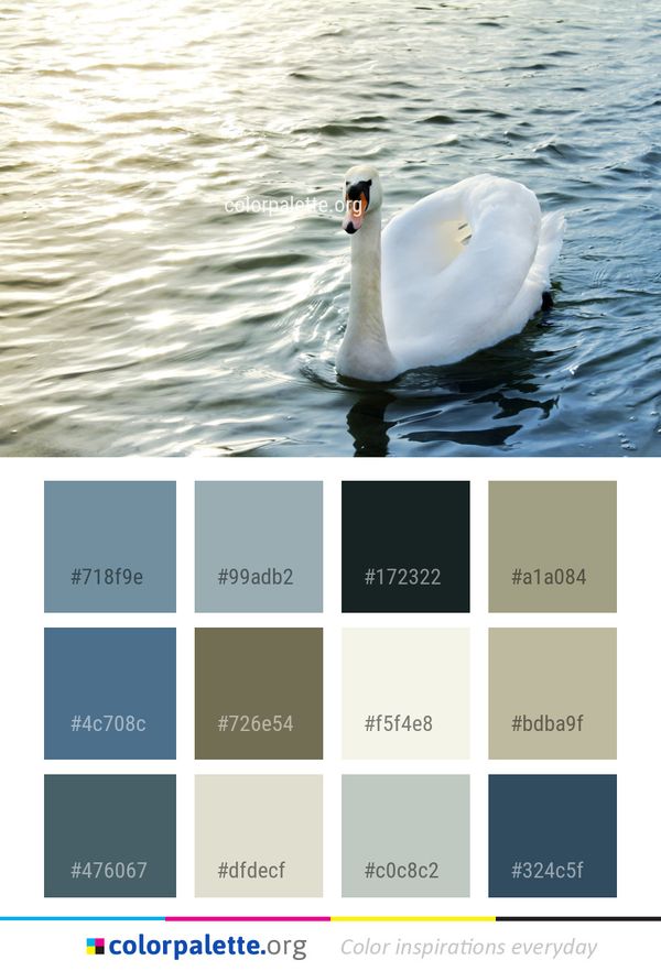 Swan Bird Water Color Palette