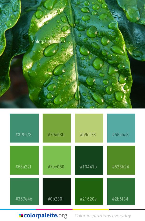 Water Green Dew Color Palette