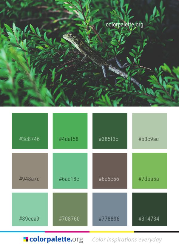 Fauna Ecosystem Vegetation Color Palette