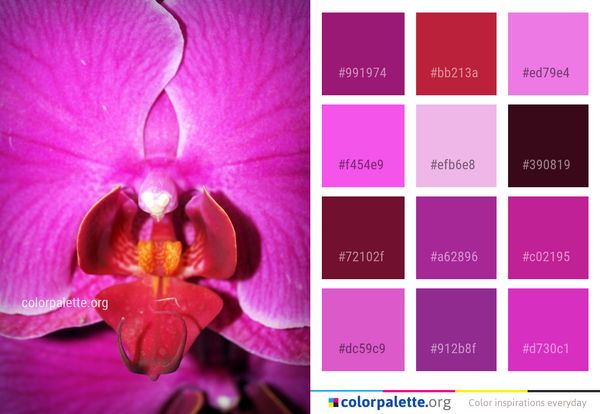 Flower Pink Flora Color Palette
