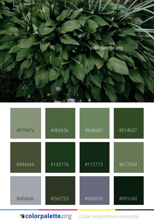 Plant Leaf Herb Color Palette