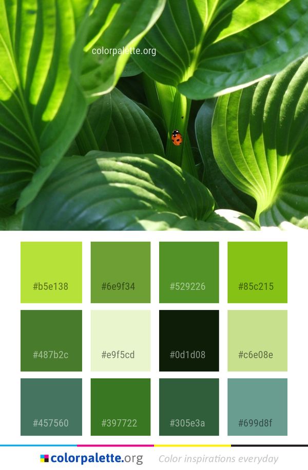 Plant Leaf Vegetation Color Palette