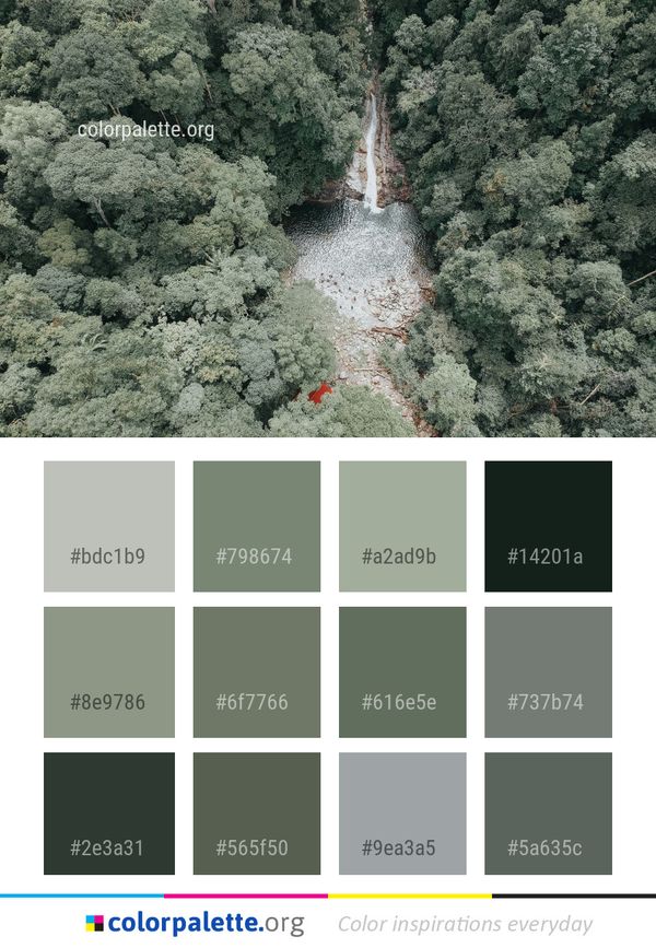 Vegetation Ecosystem Tree Color Palette