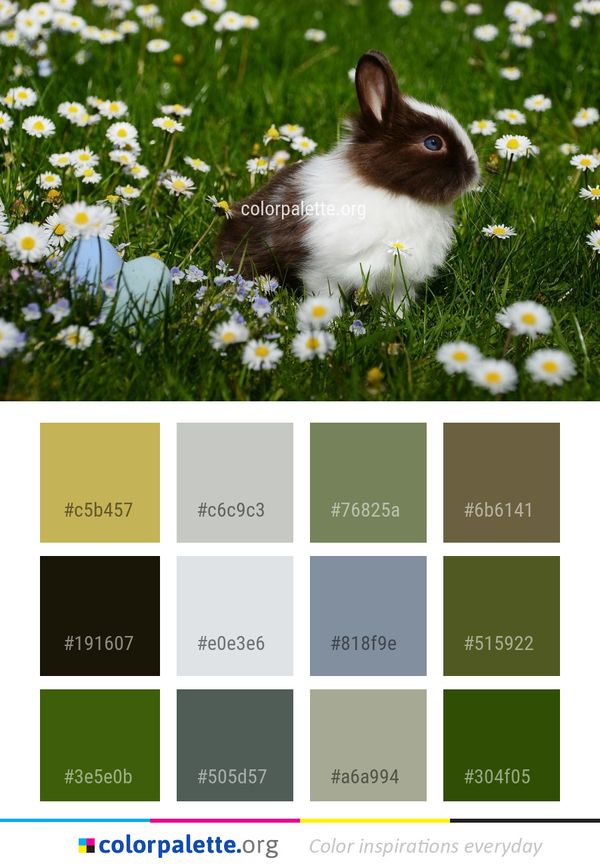 Flower Domestic Rabbit Color Palette