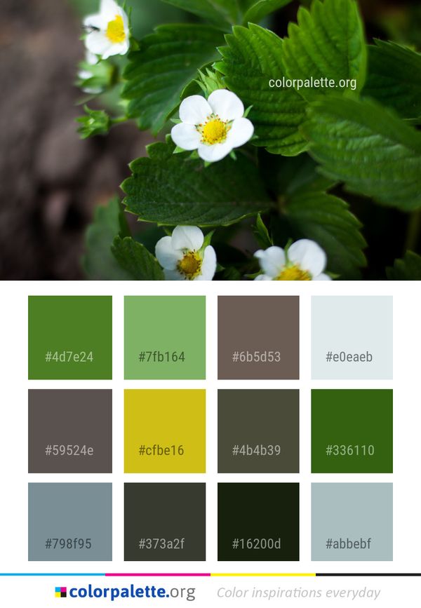 Flower Flora Plant Color Palette