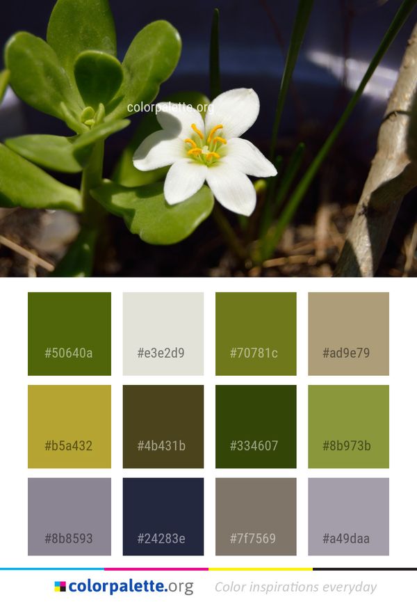 Flower Plant Flora Color Palette