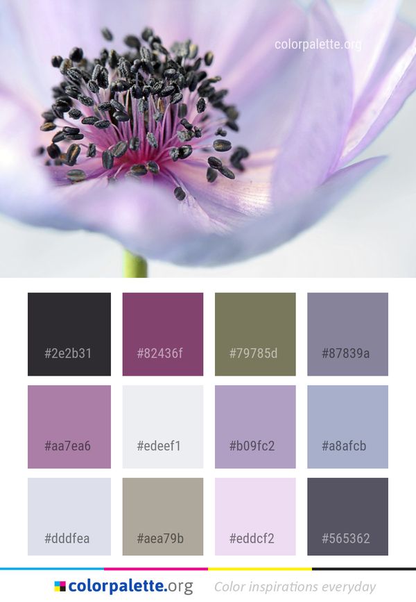 Flower Purple Flora Color Palette