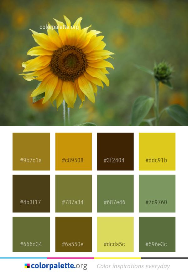 Flower Sunflower Yellow Color Palette