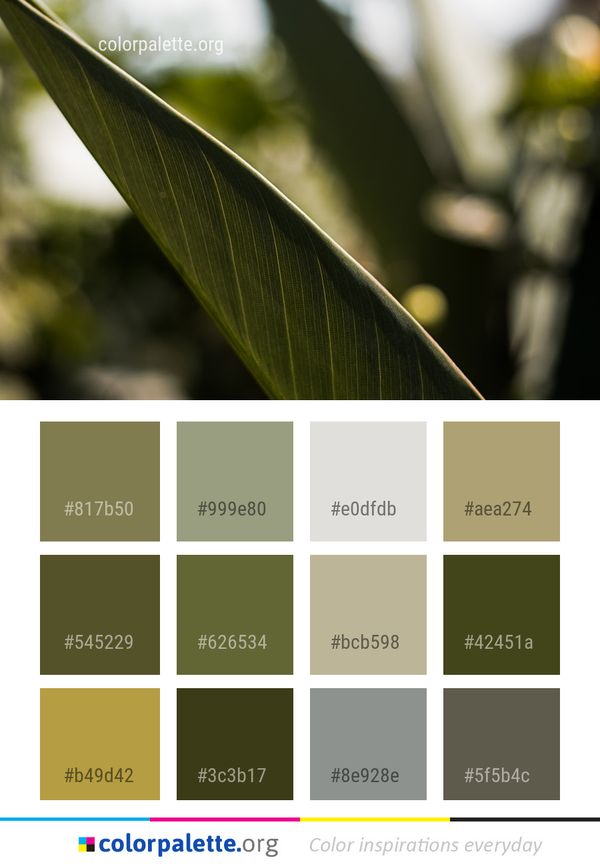 Leaf Plant Close Up Color Palette