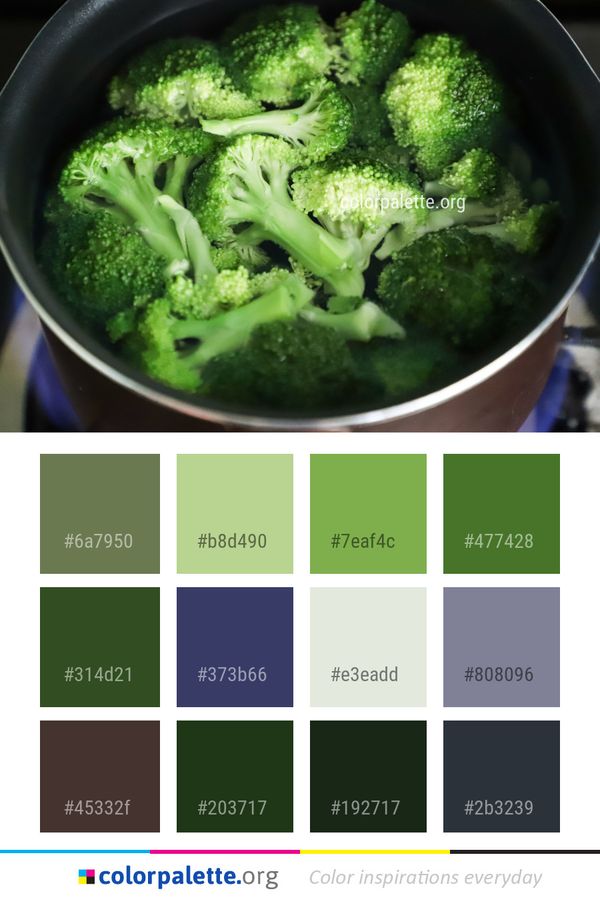 Vegetable Broccoli Food Color Palette