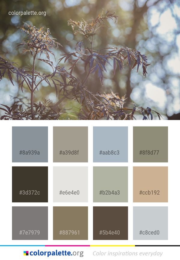 Branch Vegetation Flora Color Palette