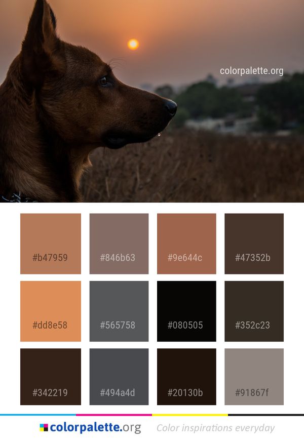 Dog Like Mammal Breed Color Palette