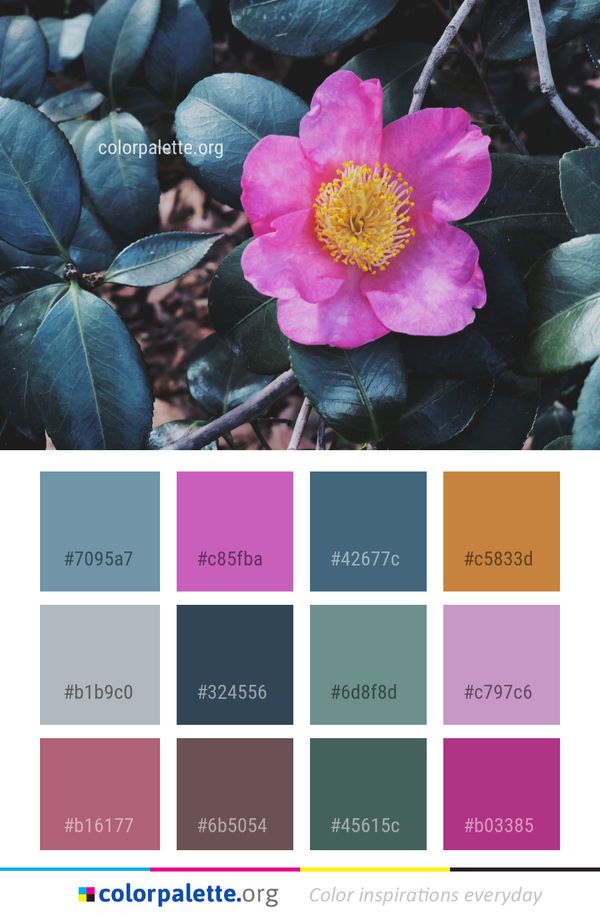 Flower Plant Flowering Color Palette