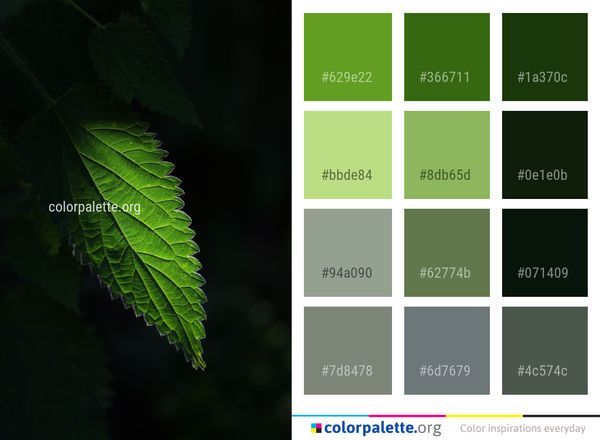 Leaf Green Vegetation Color Palette