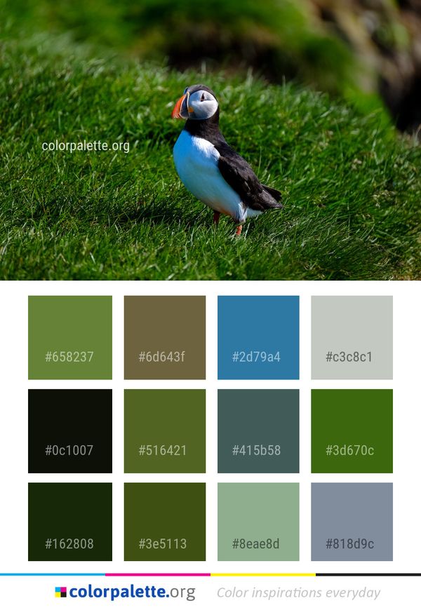 Bird Puffin Beak Color Palette