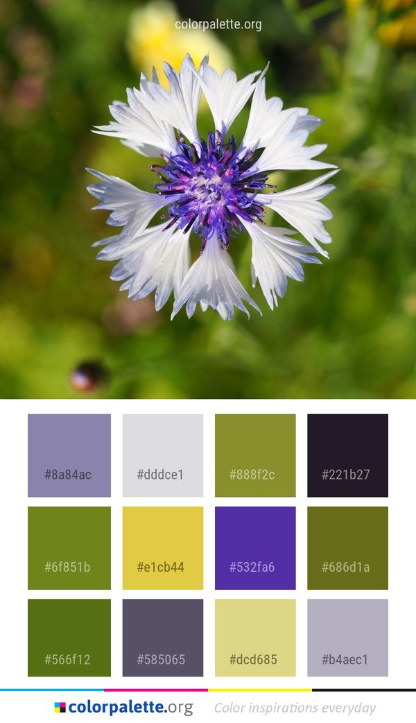 Flower Flora Plant Color Palette