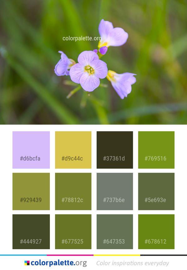 Flower Flora Wildflower Color Palette
