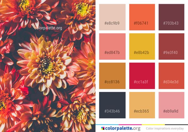 Flower Flowering Plant Dahlia Color Palette