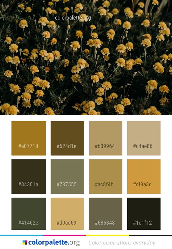 Flower Plant Flora Color Palette