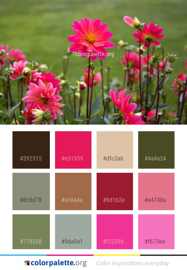 Flower Plant Pink Color Palette