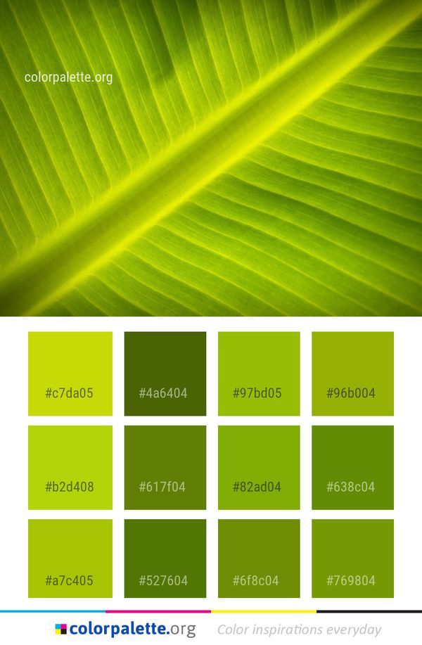 Green Leaf Banana Color Palette