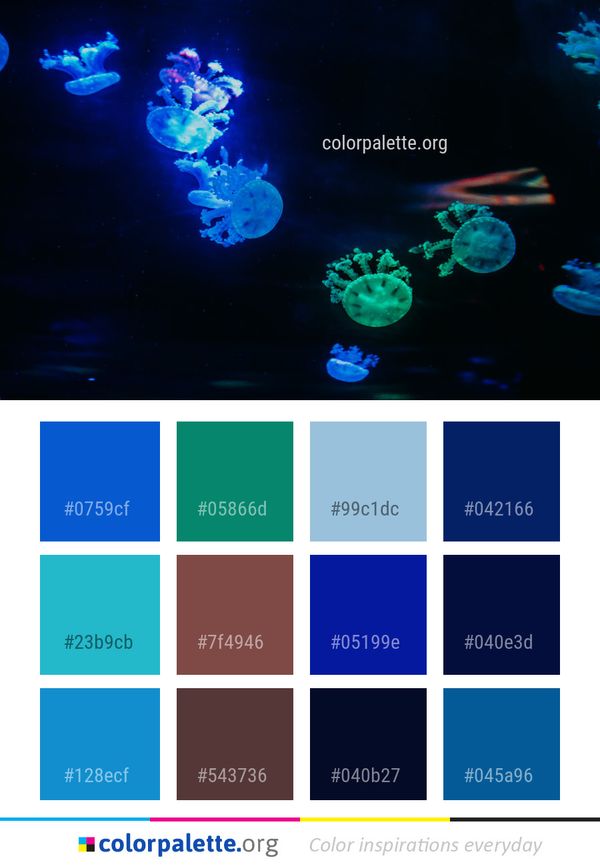 Jellyfish Cnidaria Marine Invertebrates Color Palette
