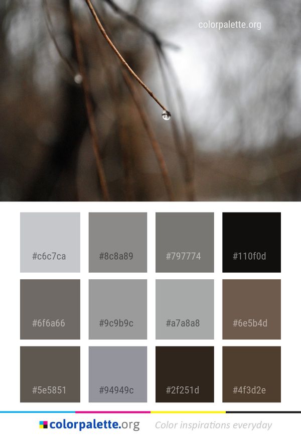 Macro Photography Twig Close Up Color Palette
