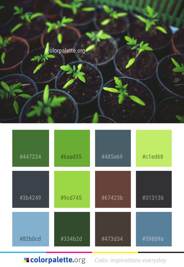 Plant Leaf Herb Color Palette