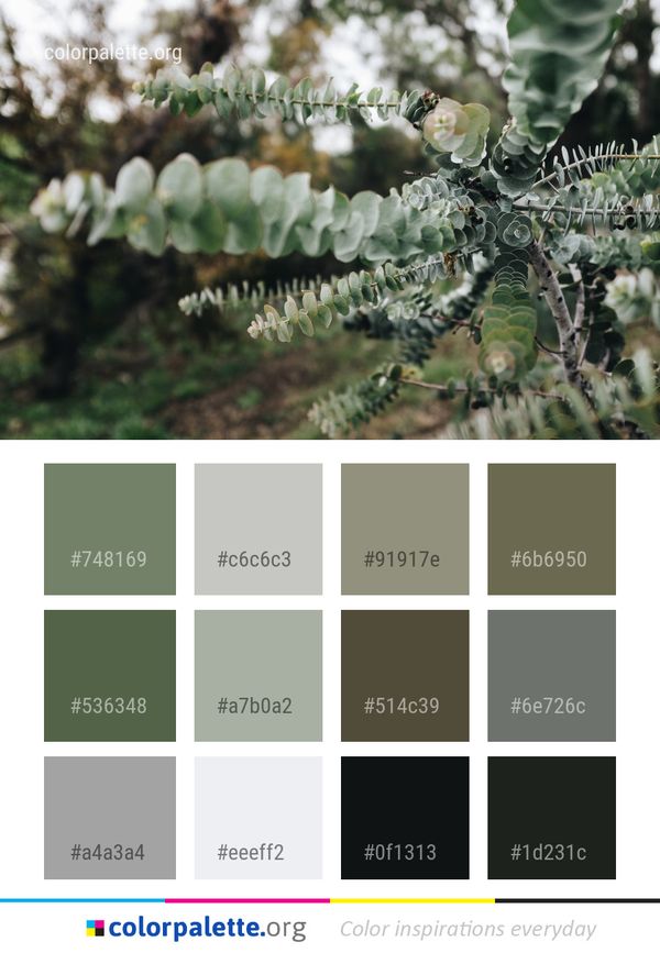 Branch Leaf Tree Color Palette