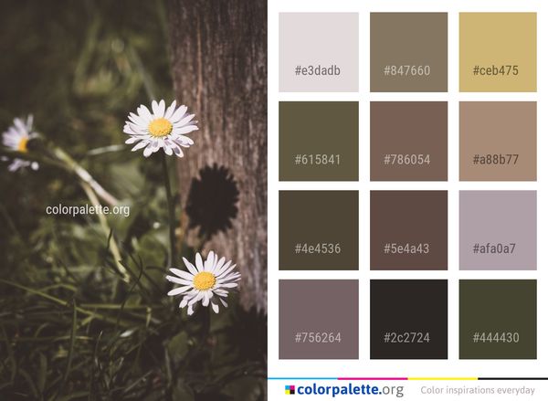Flower Daisy Flora Color Palette