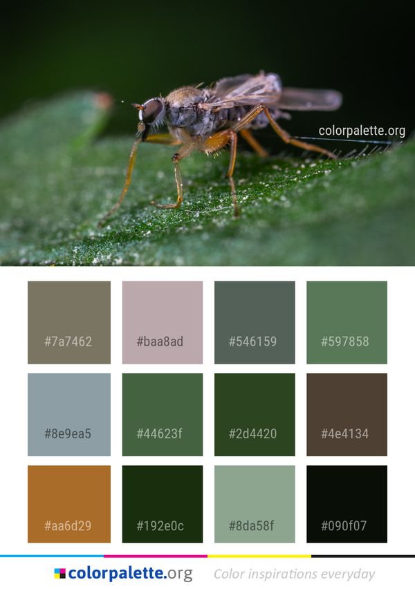 Insect Pest Macro Photography Color Palette