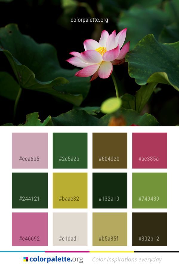 Flower Plant Lotus Color Palette