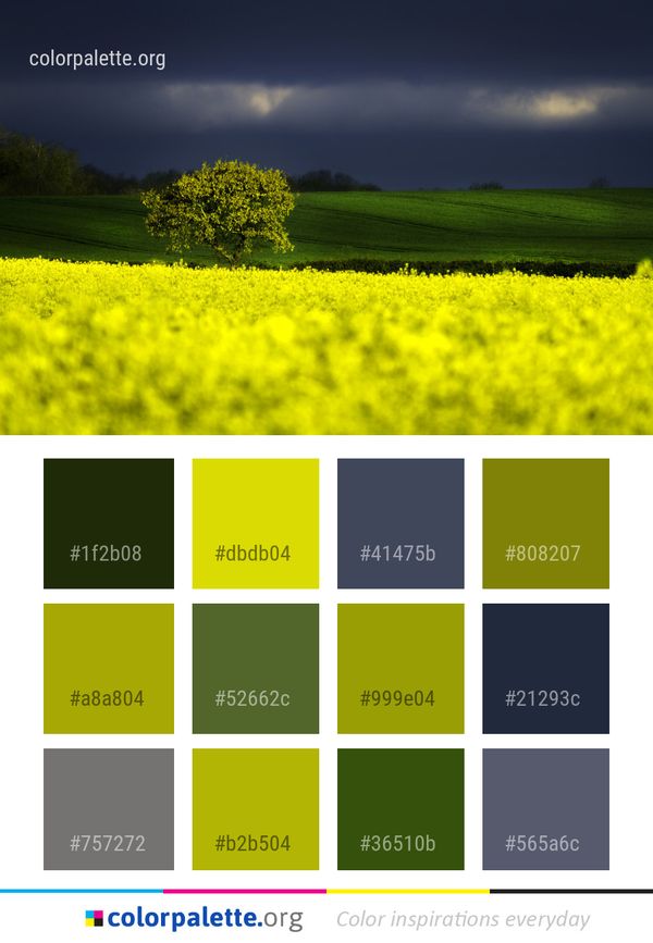 Sky Field Yellow Color Palette