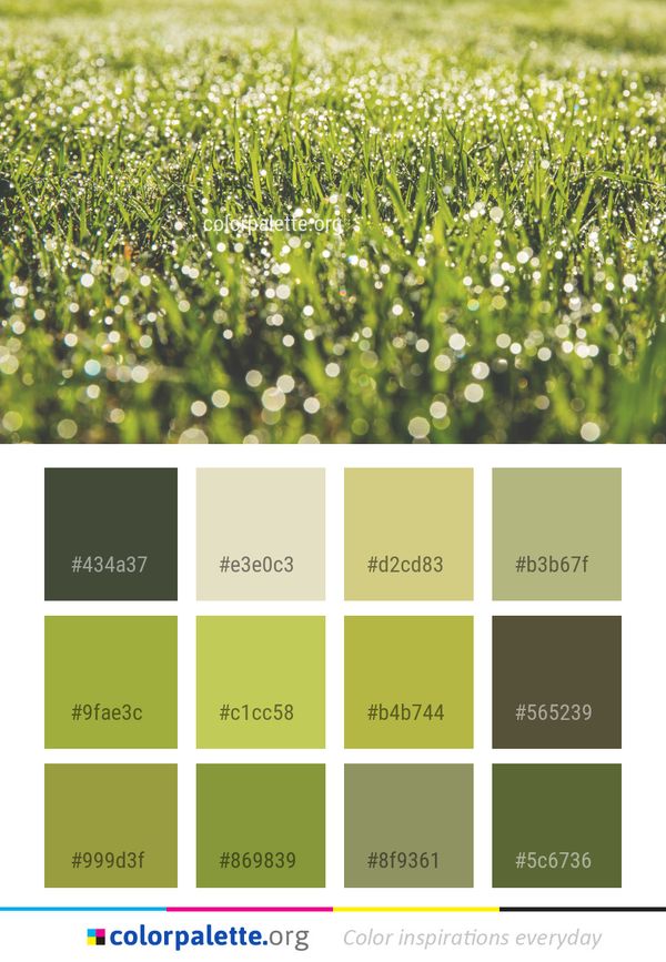 Water Grass Dew Color Palette