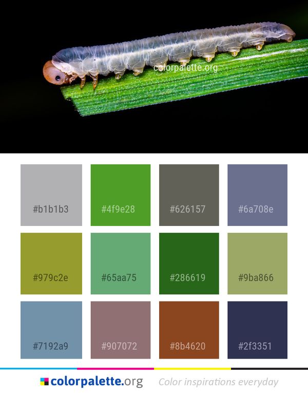 Caterpillar Larva Invertebrate Color Palette