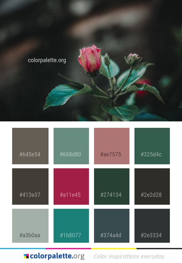 Flower Flora Plant Color Palette