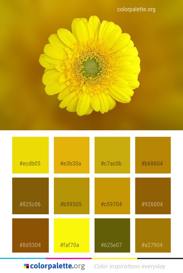 Flower Yellow Macro Photography Color Palette